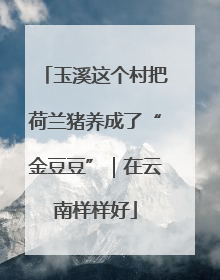 玉溪这个村把荷兰猪养成了“金豆豆”｜在云南样样好