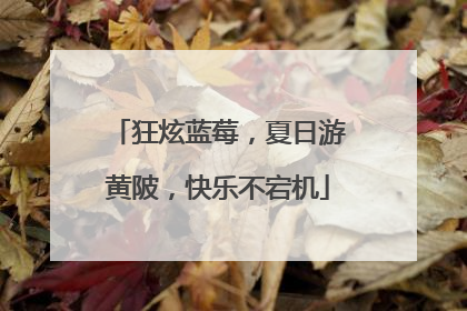 狂炫蓝莓，夏日游黄陂，快乐不宕机