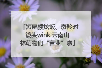 短尾猴炫饭、斑羚对镜头wink 云南山林萌物们“营业”啦