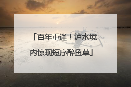 百年重逢！泸水境内惊现短序醉鱼草