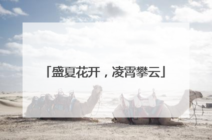 盛夏花开，凌霄攀云