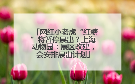 网红小老虎“红糖”将暂停展出？上海动物园：展区改建，会安排展出计划