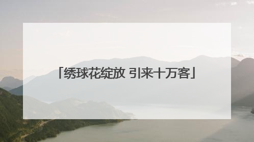 绣球花绽放 引来十万客