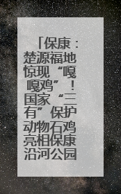 保康：楚源福地惊现“嘎嘎鸡”！国家“三有”保护动物石鸡亮相保康沿河公园