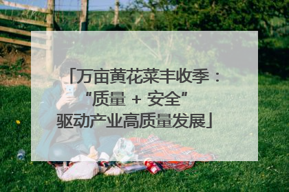 万亩黄花菜丰收季：“质量 + 安全” 驱动产业高质量发展