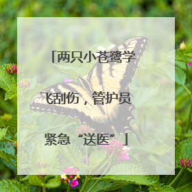 两只小苍鹭学飞刮伤，管护员紧急“送医”