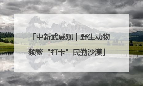 中新武威观｜野生动物频繁“打卡”民勤沙漠