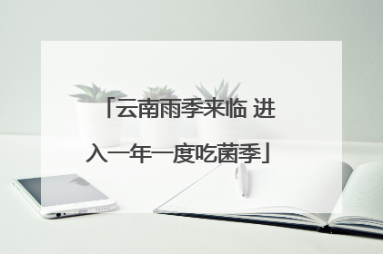 云南雨季来临 进入一年一度吃菌季