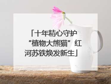 十年精心守护 “植物大熊猫”红河苏铁焕发新生