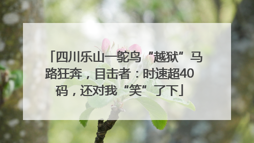 四川乐山一鸵鸟“越狱”马路狂奔，目击者：时速超40码，还对我“笑”了下