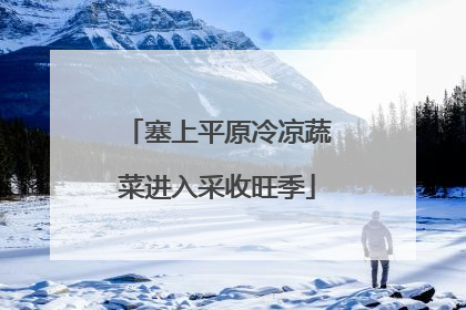 塞上平原冷凉蔬菜进入采收旺季