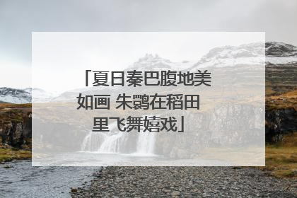 夏日秦巴腹地美如画 朱鹮在稻田里飞舞嬉戏