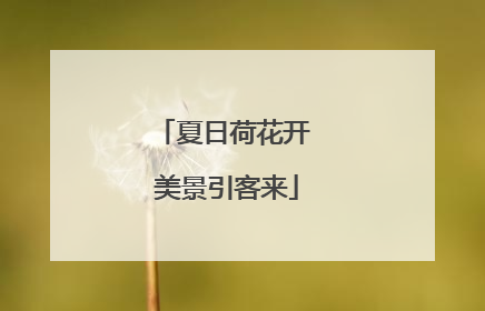 夏日荷花开 美景引客来