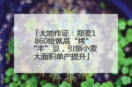 大地作证：郑麦1860绘就高“烤”“丰”景，引领小麦大面积单产提升