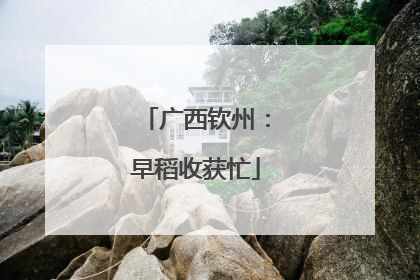 广西钦州：早稻收获忙