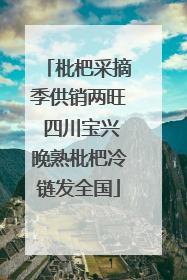 枇杷采摘季供销两旺 四川宝兴晚熟枇杷冷链发全国