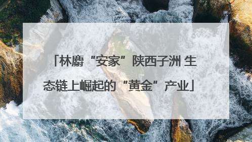 林麝“安家”陕西子洲 生态链上崛起的“黄金”产业