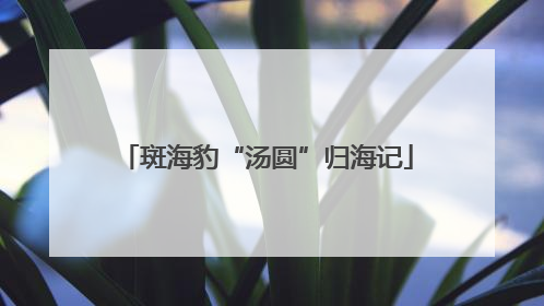 斑海豹“汤圆”归海记