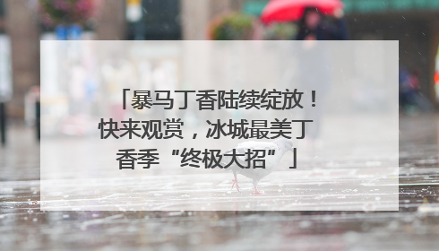 暴马丁香陆续绽放！快来观赏，冰城最美丁香季“终极大招”