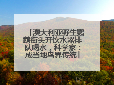 澳大利亚野生鹦鹉街头开饮水器排队喝水，科学家：成当地鸟界传统