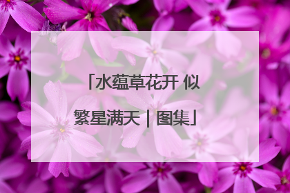 水蕴草花开 似繁星满天｜图集