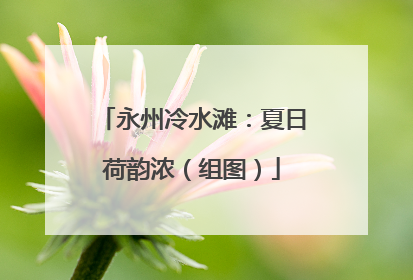 永州冷水滩：夏日荷韵浓（组图）