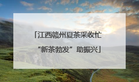 江西赣州夏茶采收忙 “新茶勃发”助振兴