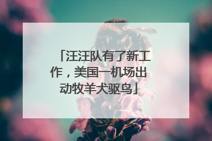 汪汪队有了新工作，美国一机场出动牧羊犬驱鸟