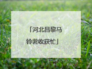 河北昌黎马铃薯收获忙