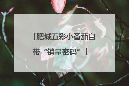 肥城五彩小番茄自带“销量密码”