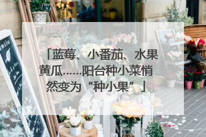 蓝莓、小番茄、水果黄瓜……阳台种小菜悄然变为“种小果”