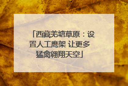 西藏羌塘草原：设置人工鹰架 让更多猛禽翱翔天空