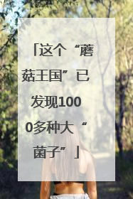 这个“蘑菇王国”已发现1000多种大“菌子”