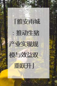 雅安雨城：推动生猪产业实现规模与效益双重跃升