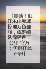 震撼！岷江乐山流域惊现万鱼翻涌，成群结队绵延两三公里 官方：鱼群在此产卵
