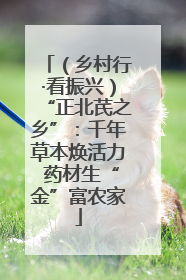 （乡村行·看振兴）“正北芪之乡”：千年草本焕活力 药材生“金”富农家