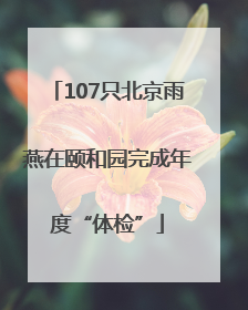 107只北京雨燕在颐和园完成年度“体检”